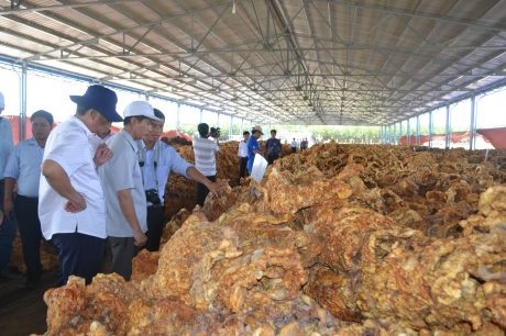 Tập trung xây dựng thương hiệu cao su tại Campuchia